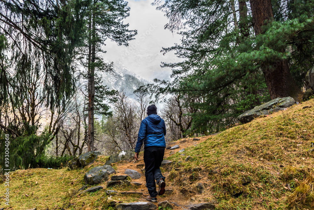 A trekker walking solo among the alpine tree forest looking towards the snow clad Himalayan mountains.