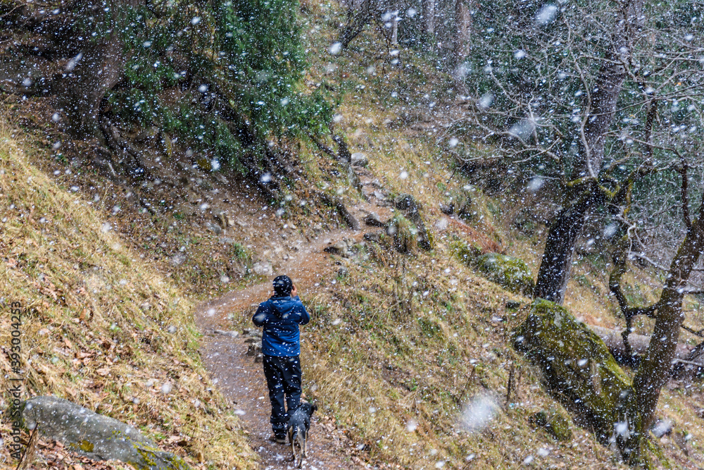 Adventurous hiker hiking through trail with heavy snowfall in Himalayas