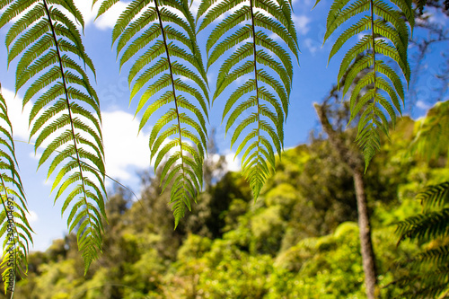 Silver Fern