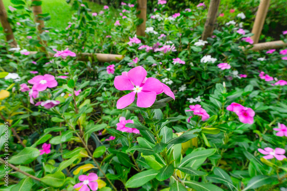 Pink West Indian perwinkle petals known as Madagascar periwinkle, Old maid and cayenne jasmine Pink West Indian perwinkle petals known as Madagascar periwinkle, Old maid and cayenne jasmine