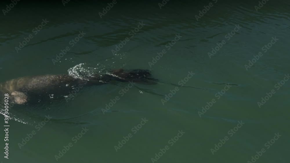 4K HD video California Sea Lion swimming in murky green water of the San Francisco Bay.
4K HD video California Sea Lion swimming in murky green water of the San Francisco Bay.