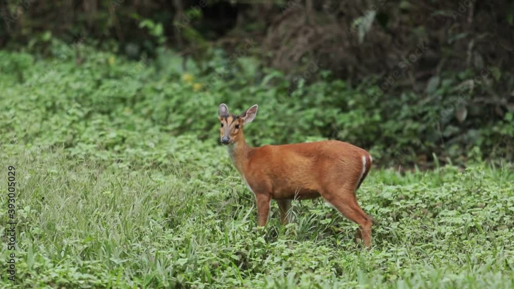 barking deer in khao yai national park thailand