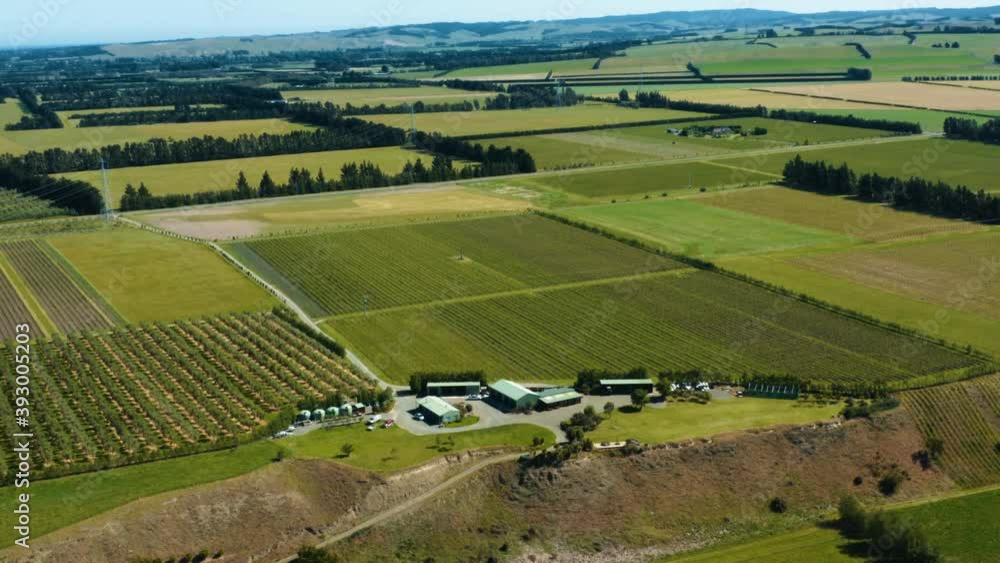 Drone aerial of vineyard vines in rows Drone aerial of vineyard vines in rows