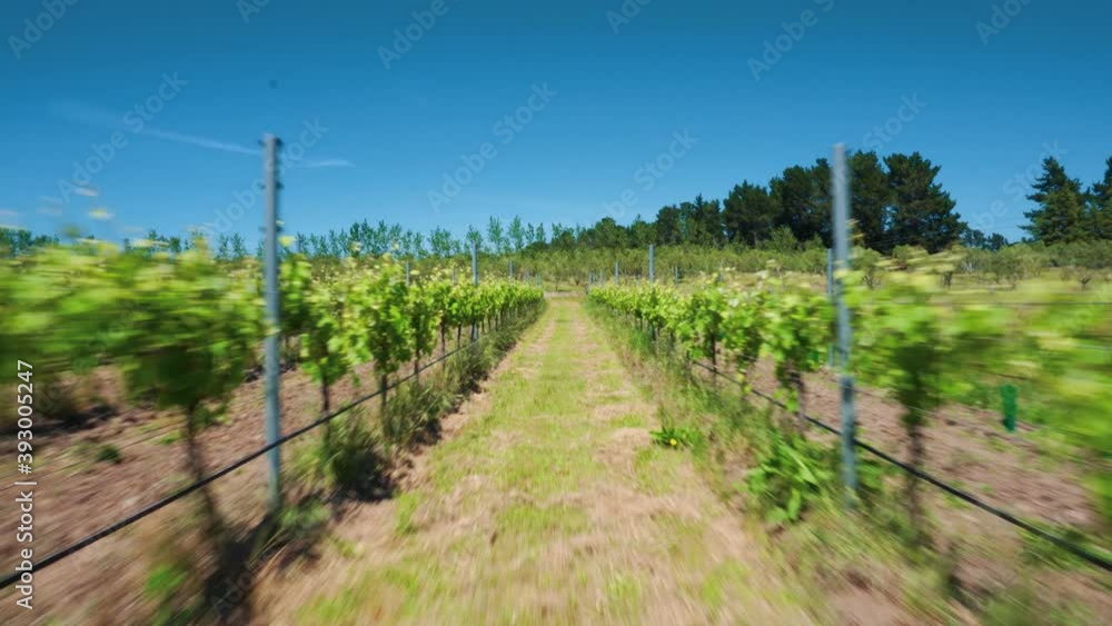Drone aerial of vineyard vines in rows Drone aerial of vineyard vines in rows