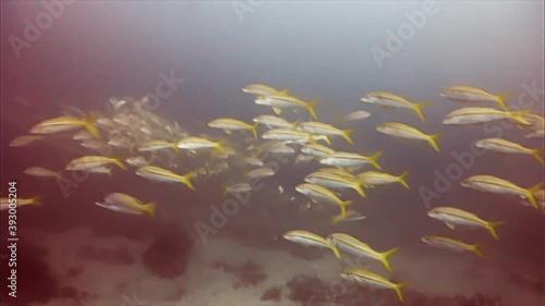 Fishes 5