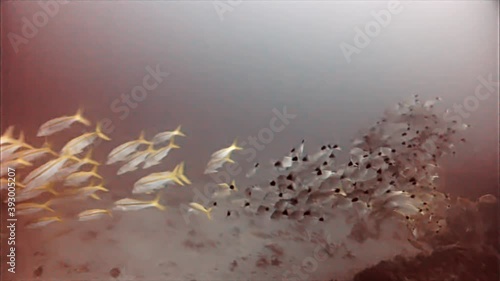 Fishes 6