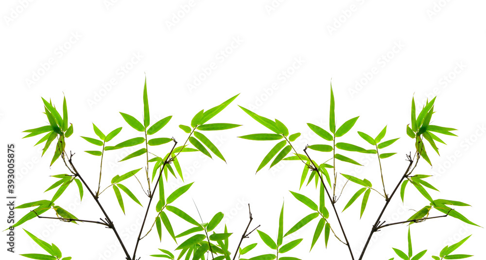 Obraz premium Branches of green leaf Bamboo isolated on white background di cut and clipping path