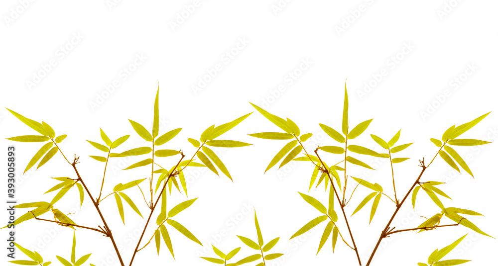 Obraz premium Branches of yellow leaf Bamboo isolated on white background di cut and clipping path
