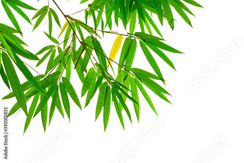Green Bamboo leaf isolated on white background  di cut with clipping path 