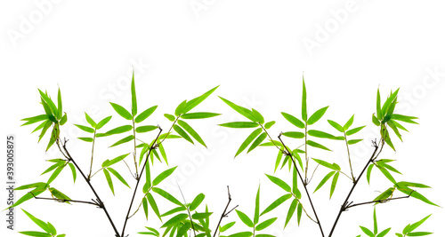 Branches of green leaf Bamboo isolated on white background di cut and clipping path © Arunee