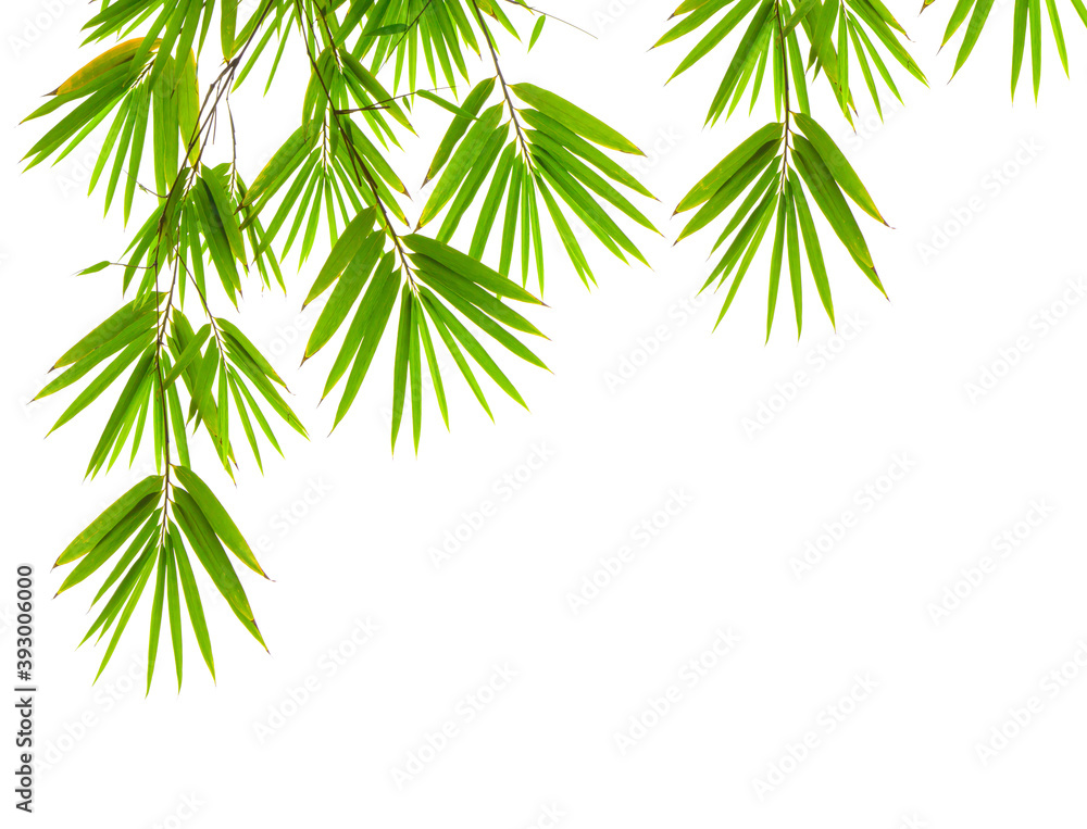 Green Bamboo leaf isolated on white background and copy space di cut with clipping path Green Bamboo leaf isolated on white background and copy space di cut with clipping path