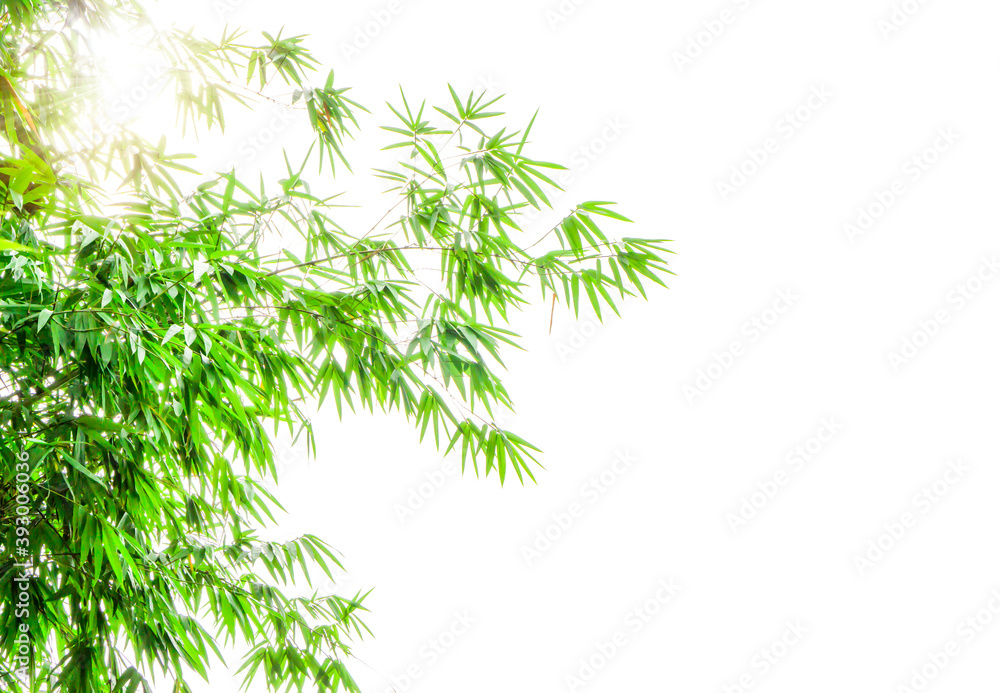 Branches of green Bamboo leaves on white sky background with copy space Branches of green Bamboo leaves on white sky background with copy space