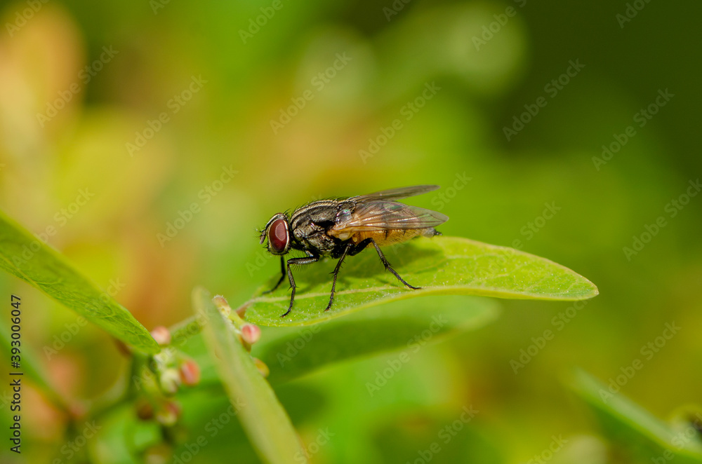 house fly on a green leaf background. house fly on a green leaf background.