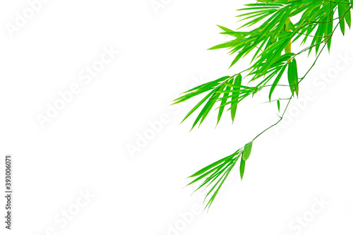 Branches of green Bamboo leafs isolated on white background, dicut photo with clipping path and copy space