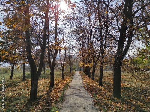 autumn in the park