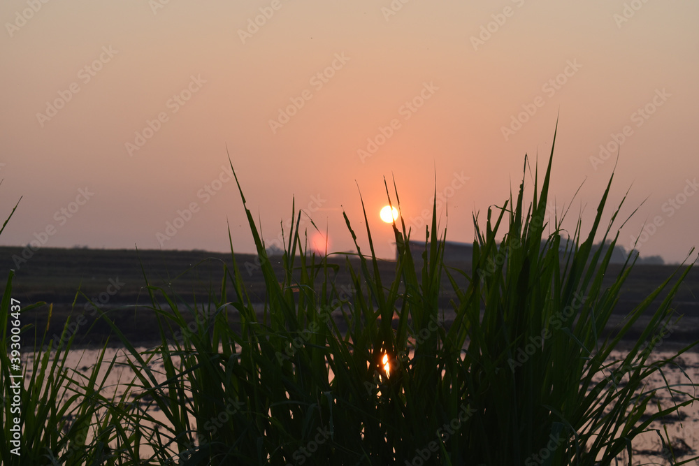 the sun can be seen from the rice fields that will be planted with rice seeds