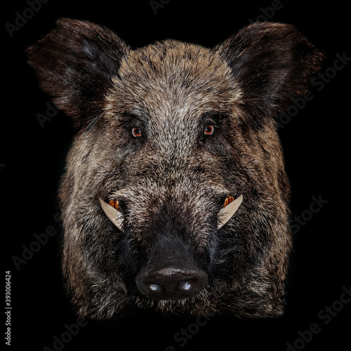 Fotobehang Close-Up Portrait Of Brown Wild boar tusks black background