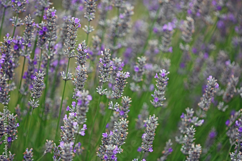 Lavender flowers © jerzy