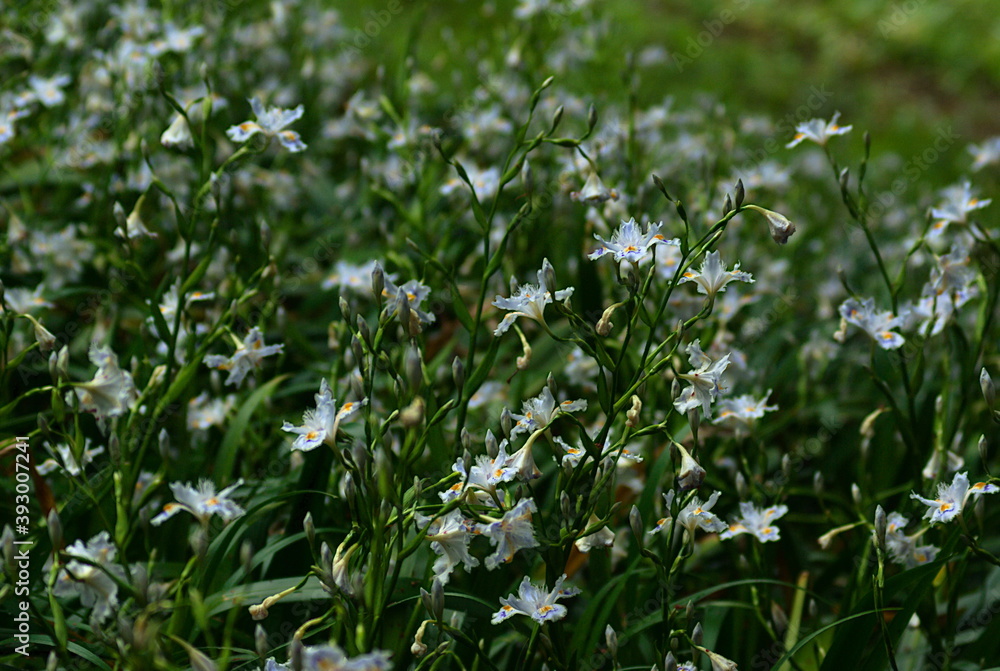 grass in spring grass in spring