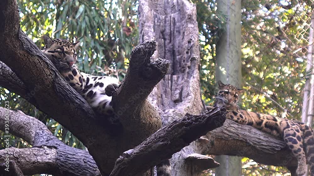 Leopards resting in trees. Two clouded leopards, one with eyes closed, napping, in daylight filtering through leaves. The smaller leopard looks around, at viewer and then gazes at sleeping leopard. Leopards resting in trees. Two clouded leopards, one with eyes closed, napping, in daylight filtering through leaves. The smaller leopard looks around, at viewer and then gazes at sleeping leopard.