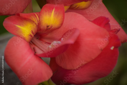 Fototapeta Naklejka Na Ścianę i Meble -  red tulip flower 