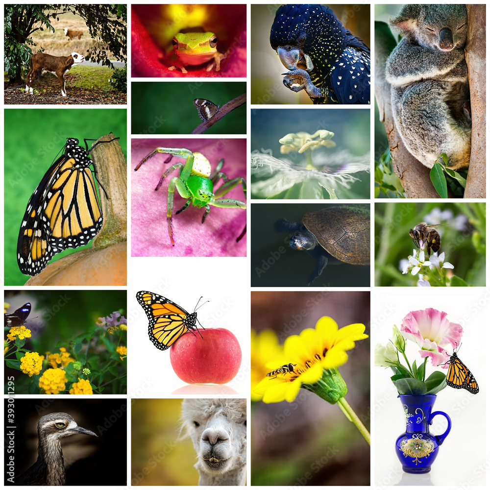 Fototapeta premium Collage Of Australian Flora And Fauna