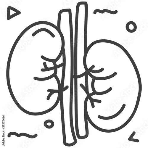 Kidneys 