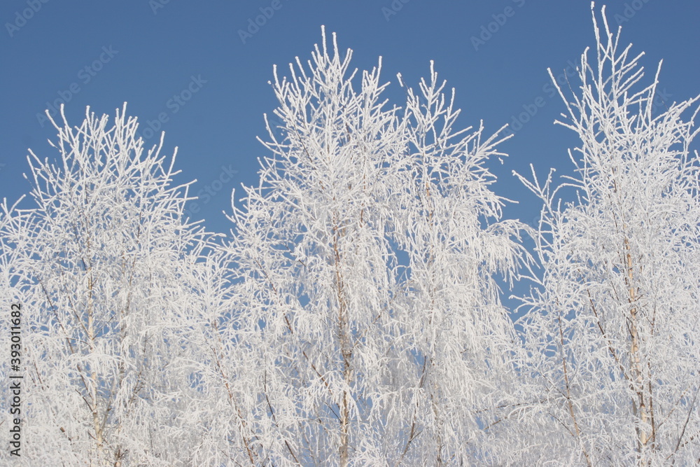 snow covered trees snow covered trees