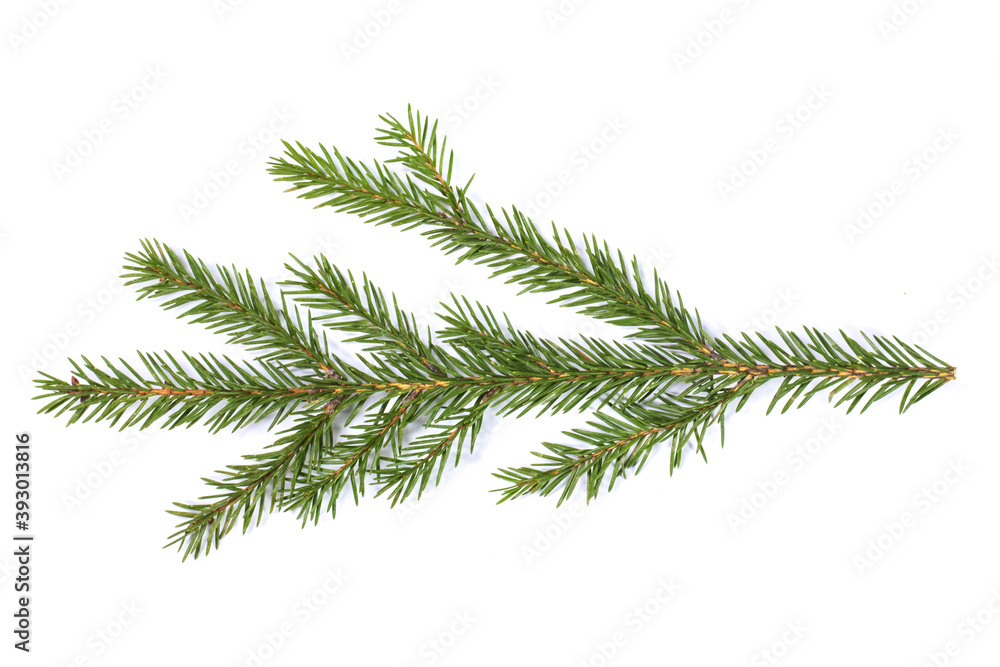Fir tree branch on white Fir tree branch on white