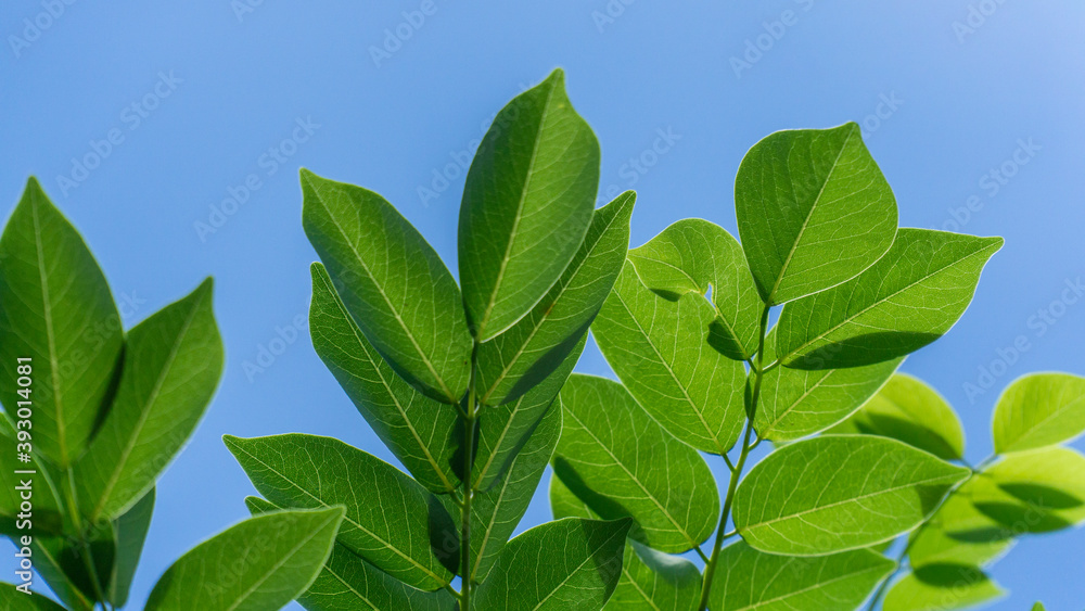 Fototapeta premium Local people call this leaf Gamal leaf, usually used for livestock feed such as goats, cows, etc.