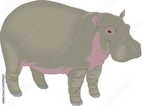 Illustration of a hippo