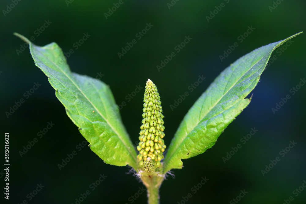 Ambrosia trifida, an invasive species, photographed in China Ambrosia trifida, an invasive species, photographed in China