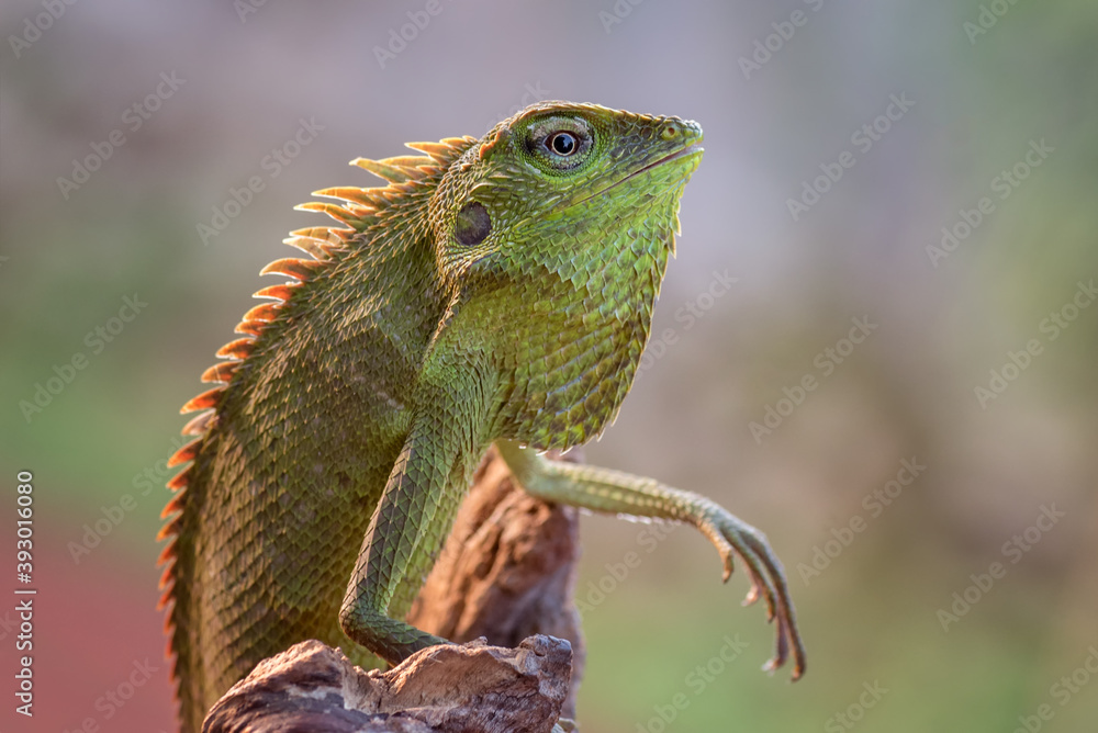 Bronchocela jubata (Bunglon surai) is enjoying the sunshine, animal theme Bronchocela jubata (Bunglon surai) is enjoying the sunshine, animal theme