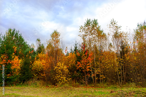 Bright colors of the autumn forest in Russia
