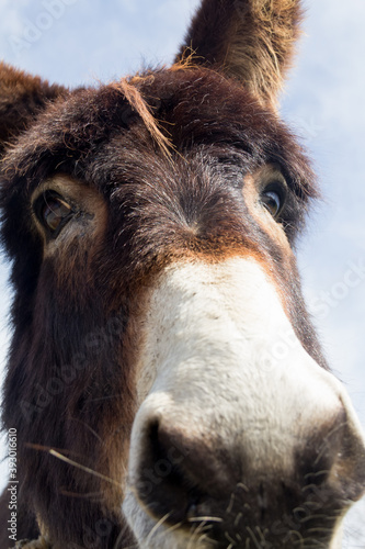 Donkey head close-up taken by downside on a blue sky