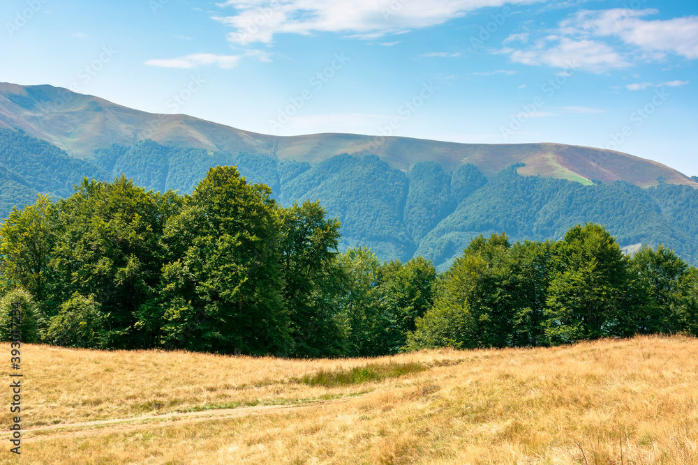 yellow grass on the meadow in mountains. beautiful nature landscape beneath a blue sky with fluffy clouds at high noon. yellow grass on the meadow in mountains. beautiful nature landscape beneath a blue sky with fluffy clouds at high noon.