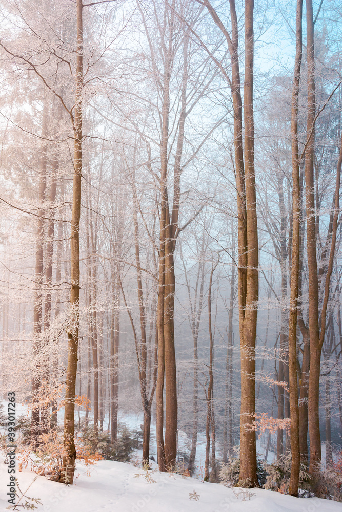 tall beech trees in hoarfrost at sunrise. beautiful winter nature scenery on a bright misty morning. snow on the ground tall beech trees in hoarfrost at sunrise. beautiful winter nature scenery on a bright misty morning. snow on the ground