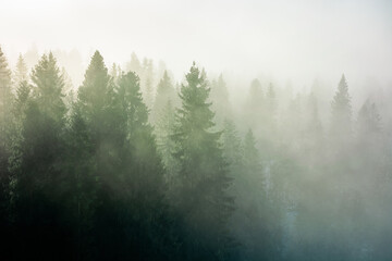 spruce trees among the morning fog in winter. beautiful nature in cold season. moody dramatic weather