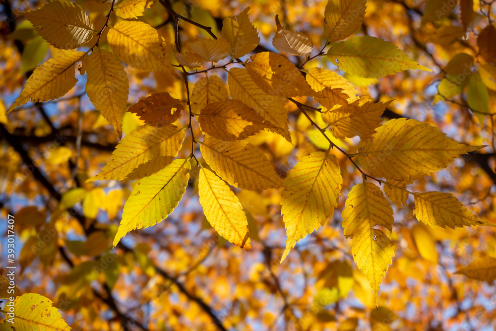 黄色に紅葉した公園の木々の葉のクローズアップ