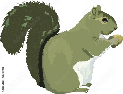 Illustration of a squirrel