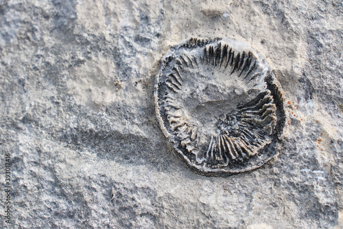 Fossils imprints on rocks in Yoho National Park. Burgess Shale fauna. British Columbia. Canada  photo