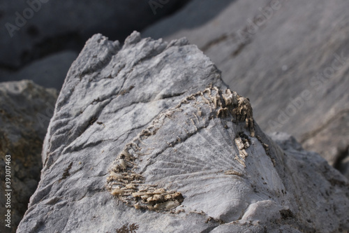 Fossils imprints on rocks in Yoho National Park. Burgess Shale fauna. British Columbia. Canada  photo