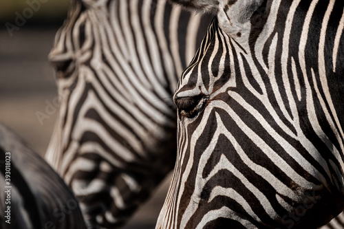 close up of zebras heads