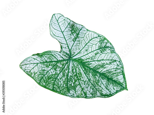 isolated caladium leaf green and white color with clipping path on white background / closeup texture of beautiful vivid and unique heart-shaped of topical plant