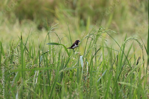 Black sparrow sitting on paddy plant and having grains to eat. © pixeled moments