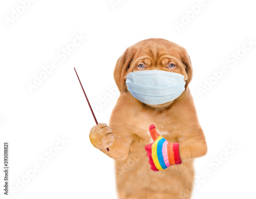 Puppy wearing medical mask points away on empty space and shows thumbs up gesture. Isolated on white background © Ermolaev Alexandr