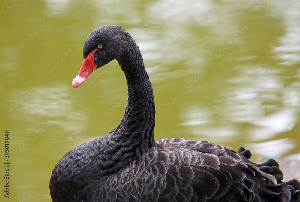 Fototapeta premium Black swan in profile - Australia