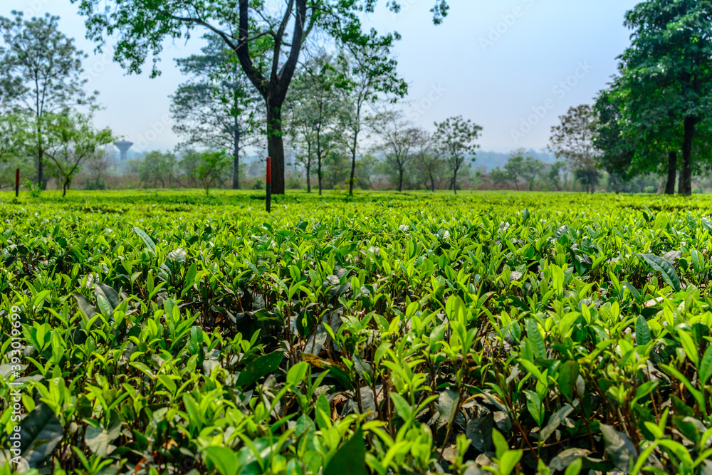Tea plantation landscape of Darjeeling India
