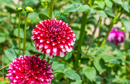 Colorful garden flower with a bug and green background
