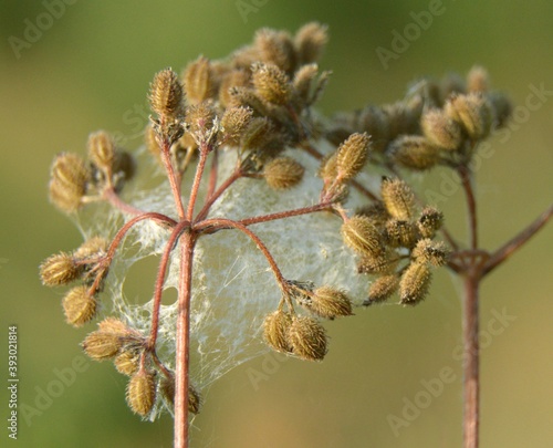 "Gęsta pajęczyna" = "dense cobweb" - Trójmiejski Park Krajobrazowy 